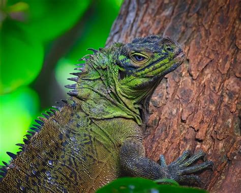 Philippine Sailfin Lizard Facts Diet Habitat And Pictures On Animaliabio