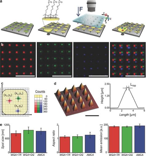 Multiplexed Polymer Pen Lithography On 3D Anchored Chips A Scheme Of