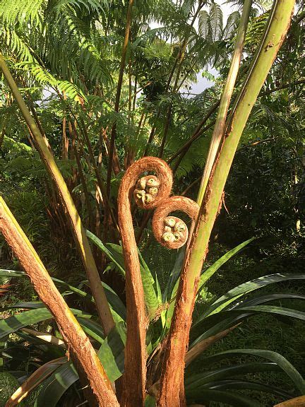 fern fronds – Smithfarms 100% Pure Kona Coffee