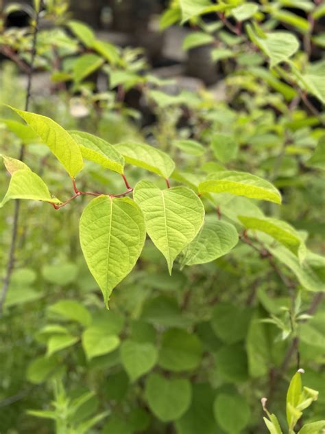 Is Professional Japanese Knotweed Treatment Needed? | JBB