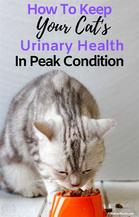 Best Urinary Tract Cat Food To Support Your Kittys Urinary Health