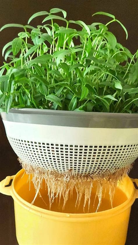 How To Grow Microgreens Indoors Without Soil Mary S Kitchen