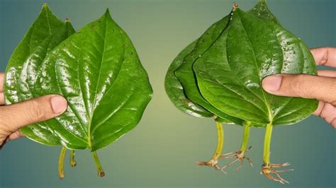 How To Grow Betel Leaf Paan Plant Youtube