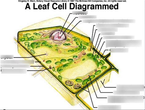 Leaf Cell Diagram | Quizlet