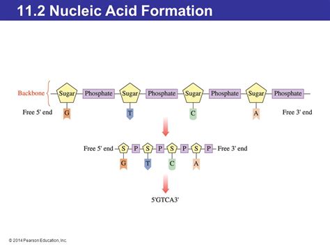 Chapter 11 Nucleic Acids—big Molecules With A Big Role Ppt Video