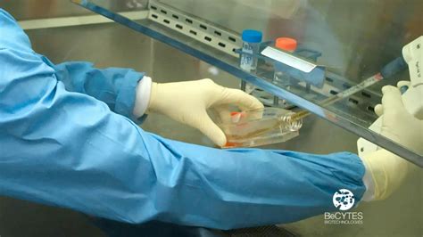 type  cells  hepatocytes understanding liver epithelial cells