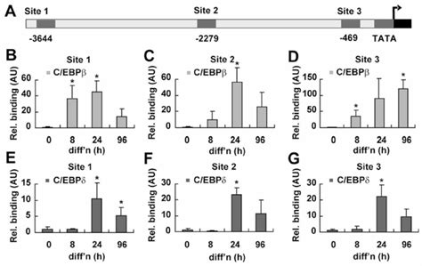 Identification of C EBP β and C EBP δ binding sites in the SREBP1c