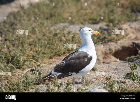 Seagull In The Atlantic Tin Patagonia Argentina Stock Photo Alamy