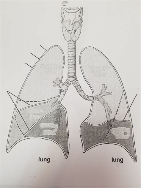 Lungs Diagram Quizlet