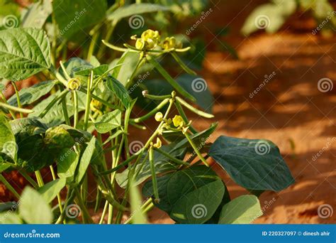 Cultivation Of Moong Bean Plant Agriculture Concept Mung Bean Crop