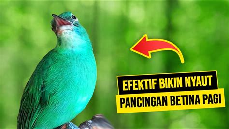 Pagi Hari Efektif Bikin Nyaut Gacor Dengan Suara Pancingan Cucak