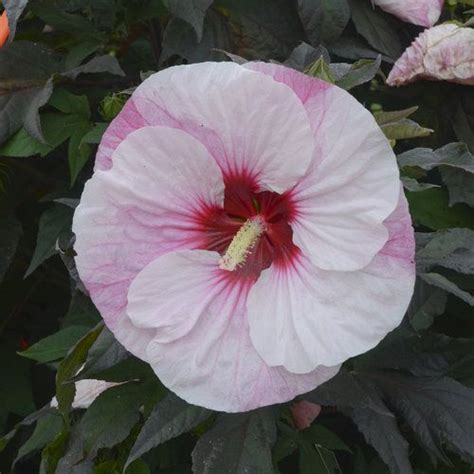 Summerific Perfect Storm Rose Mallow Hibiscus Hybrid Hardy