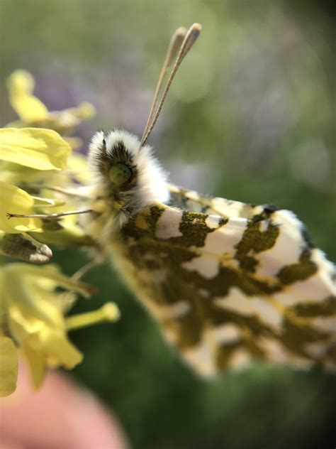 The rare butterfly | The Journal of the San Juan Islands