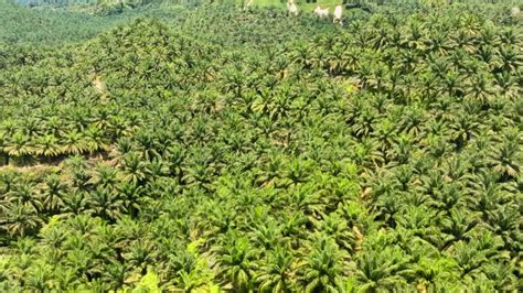 Oil Palm Plantations Borneo Malaysia Stock Footage Video Of Estate