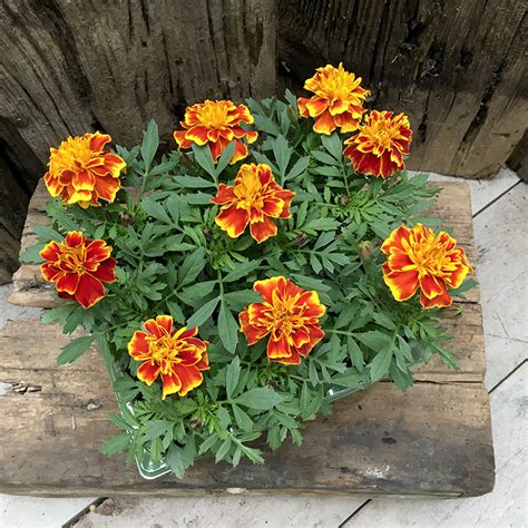 French Marigold Markeaton Garden Centre