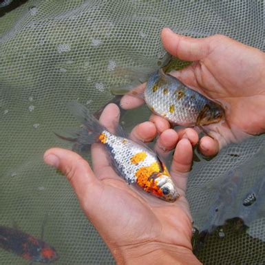 昆山市淀山湖镇恒丰观赏鱼养殖场 GOLDFISH jiangsu hengfeng