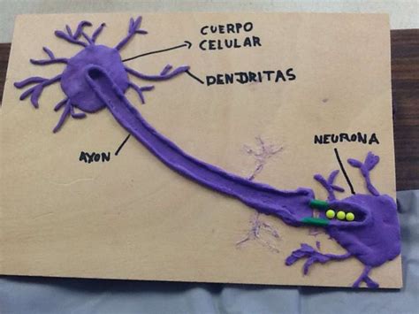 Maquetas Neuronas