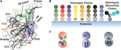 Ubiquitin Modifications Cell Research 59 OFF