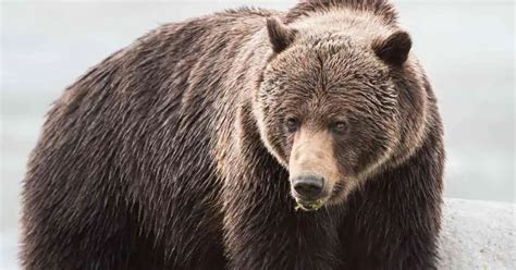 Grizzly Bear Behavior - AnimalBehaviorCorner