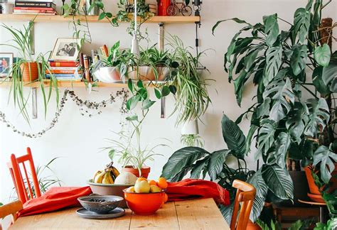 Compra plantas de interior online La solución perfecta para decorar tu