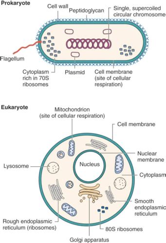 Bacterial Structure Flashcards | Quizlet