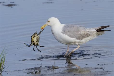 20 Fun Facts About Blue Crab You Never Knew IFunFact