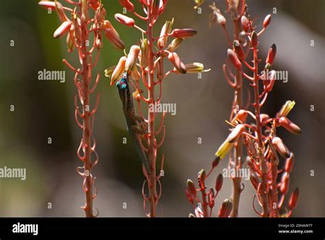 Mauritius Ornate Day Gecko Phelsuma Ornata Mauritius Stock Photo Alamy