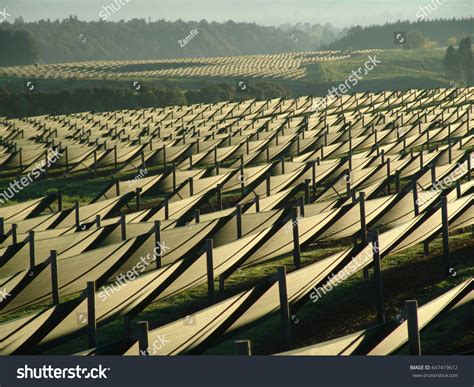 Ginseng Field Autumn Shutterstock