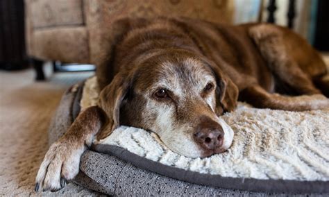 how to know if my dogs stomach hurts