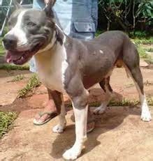 BERTENAK ANJING: PELUANG USAHA ANJING PITBULL TERRIER