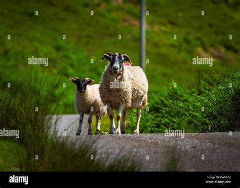 Scottish sheep hi-res stock photography and images - Alamy