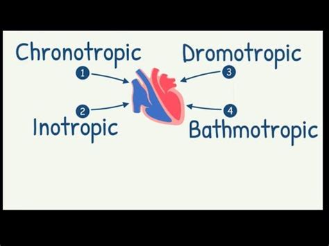 Chronotropic Dromotropic Inotropic Bathmotropic Effects On Heart