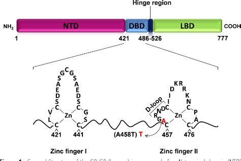 Figure 1 From New Insights Into The Anti Inflammatory Mechanisms Of