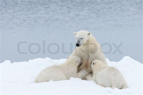 Polar bear mother feeding her cubs on ... | Stock image | Colourbox