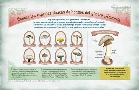 Caracteristicas Clasificacion Y Beneficios De Los Hongos Y Bacterias