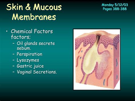 Ppt Lymphatic And Immune System Powerpoint Presentation Free