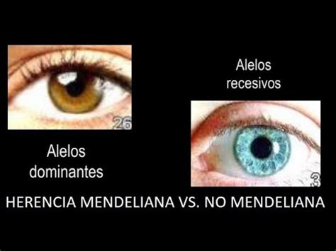 Videoclase Mendeliana Vs No Mendeliana YouTube