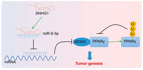 Cancers Free Full Text Lncrna Snhg1 Facilitates Tumor Proliferation