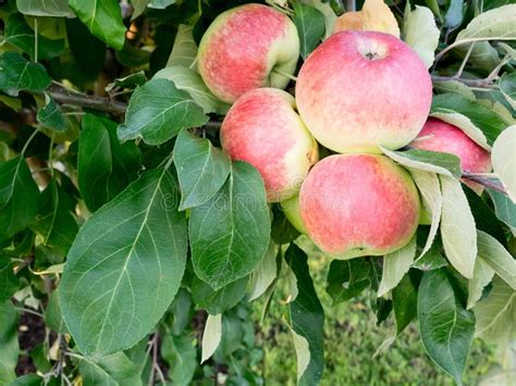 Harvest Of Ripe Red Apples On A Branch Close Up Of Apple Fruits Stock