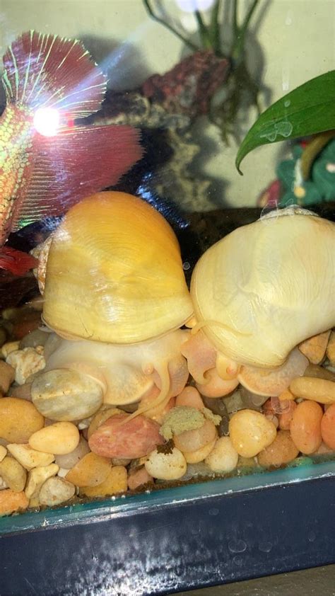 Do Snails Truly Enjoy Each Other’s Company R Aquaticsnails