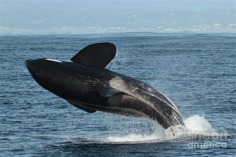 Large Male Biggs Transients Type Killer Whales In Monterey Bay