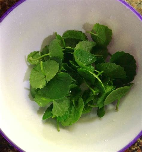 Growing Gotu Kola Centella Asiatica In Container Thankuni Pata