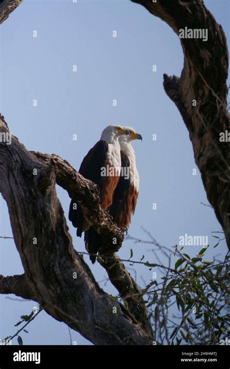 Vertical Closeup Of Two African Fish Eagles Haliaeetus Vocifer Or The