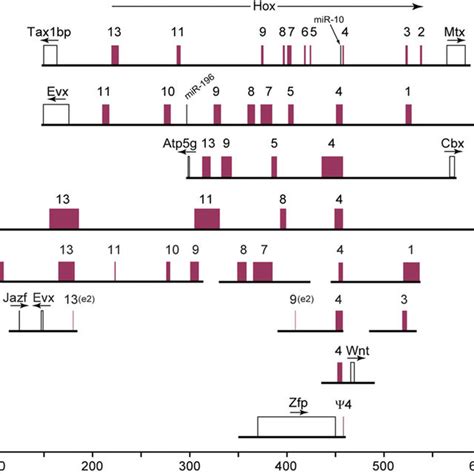 Hox Gene Loci In The Japanese Lamprey Genes Are Represented As Boxes