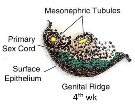 Sex Determination And Development Of The Reproductive System Flashcards