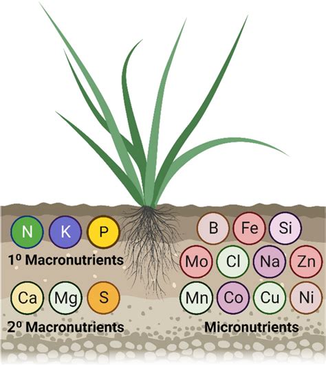 Reducing Fertiliser Inputs Plant Biostimulants As An Emerging Strategy