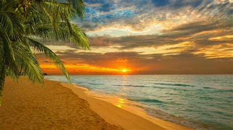 Palm Trees On Beach Sand Ocean Waves In Yellow Black Clouds Sky