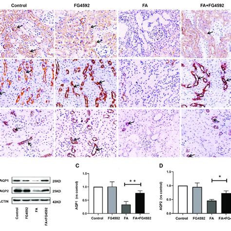 Fg 4592 Pretreatment Promoted Tubular Cell Proliferation In Download Scientific Diagram