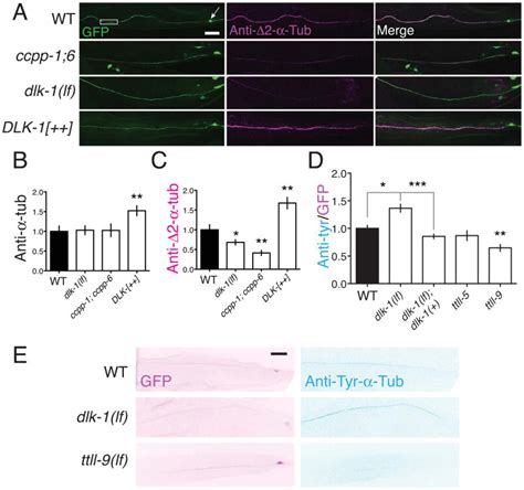 Kinesin 13 And Tubulin Posttranslational Modifications Regulate