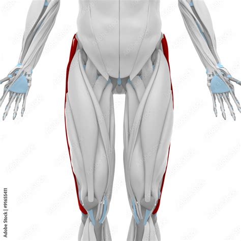 Iliotibial tract - Muscles anatomy map Stock Illustration | Adobe Stock